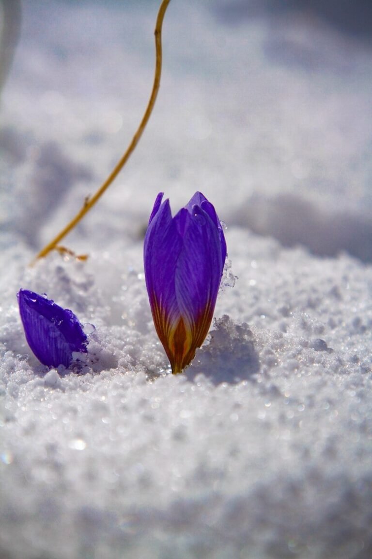Chata pod Jaworem – Twoje przytulne noclegi w Wiśle