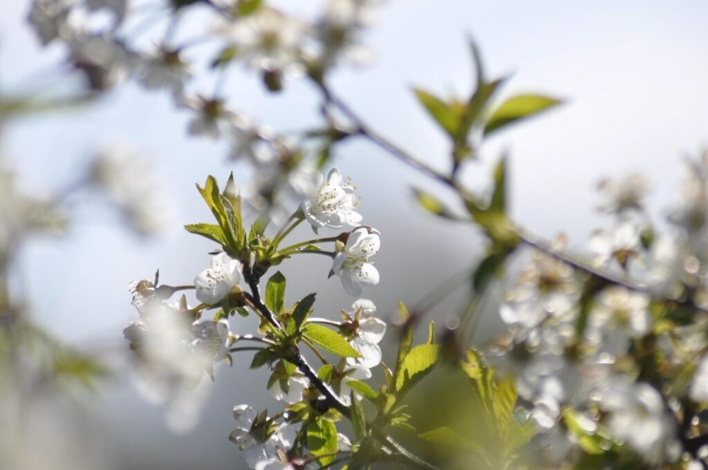 Chata pod Jaworem – Twoje przytulne noclegi w Wiśle
odpoczynek w Beskidach