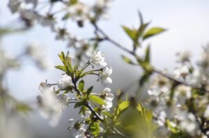 Chata pod Jaworem – Twoje przytulne noclegi w Wiśle odpoczynek w Beskidach