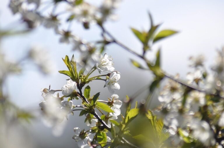 Chata pod Jaworem – Twoje przytulne noclegi w Wiśle odpoczynek w Beskidach spokojny odpoczynek w górach dla dorosłych